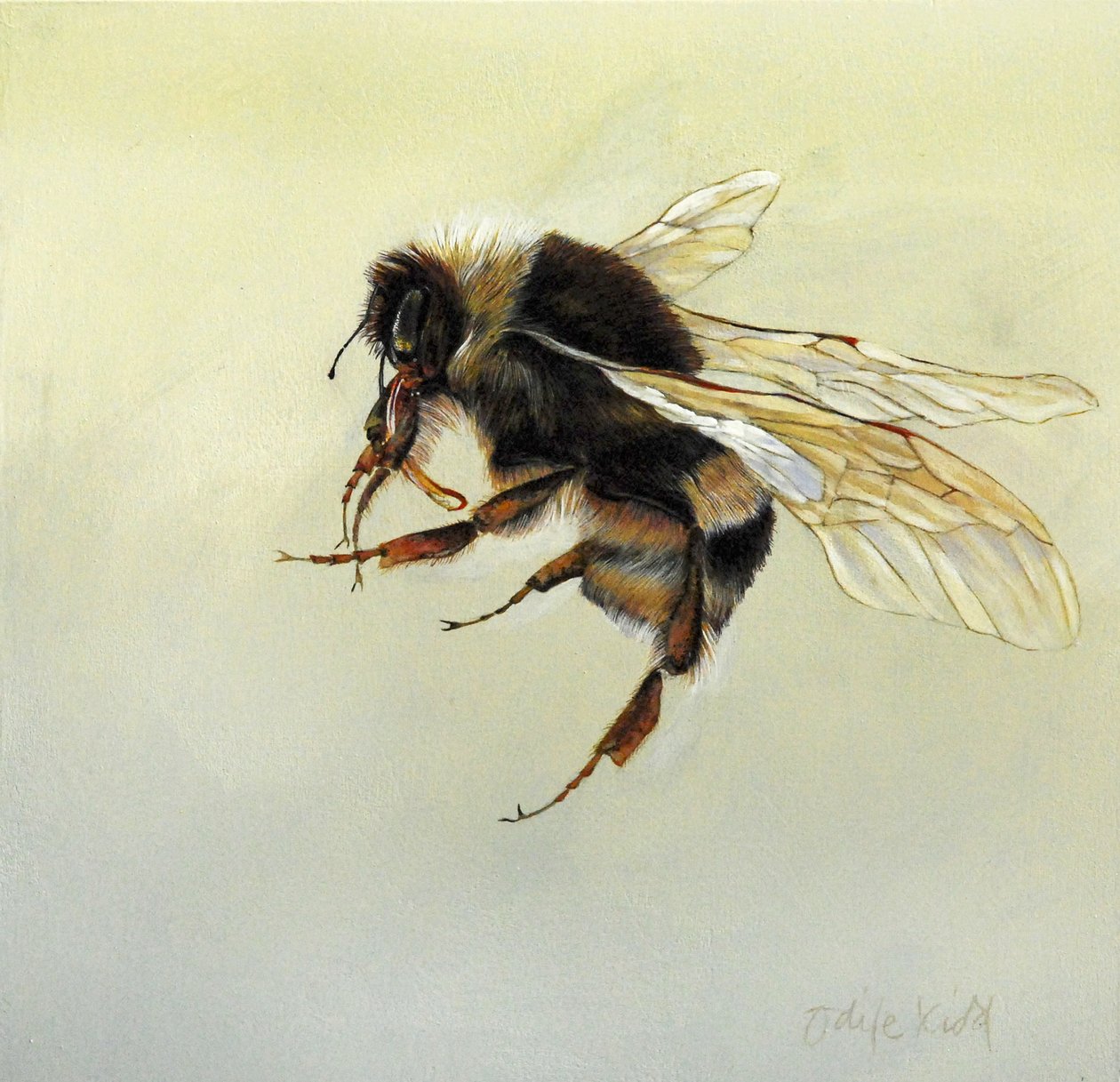 Bombus terrestris 4，2011 年（木板上的丙烯颜料） 作者 奥迪尔·基德