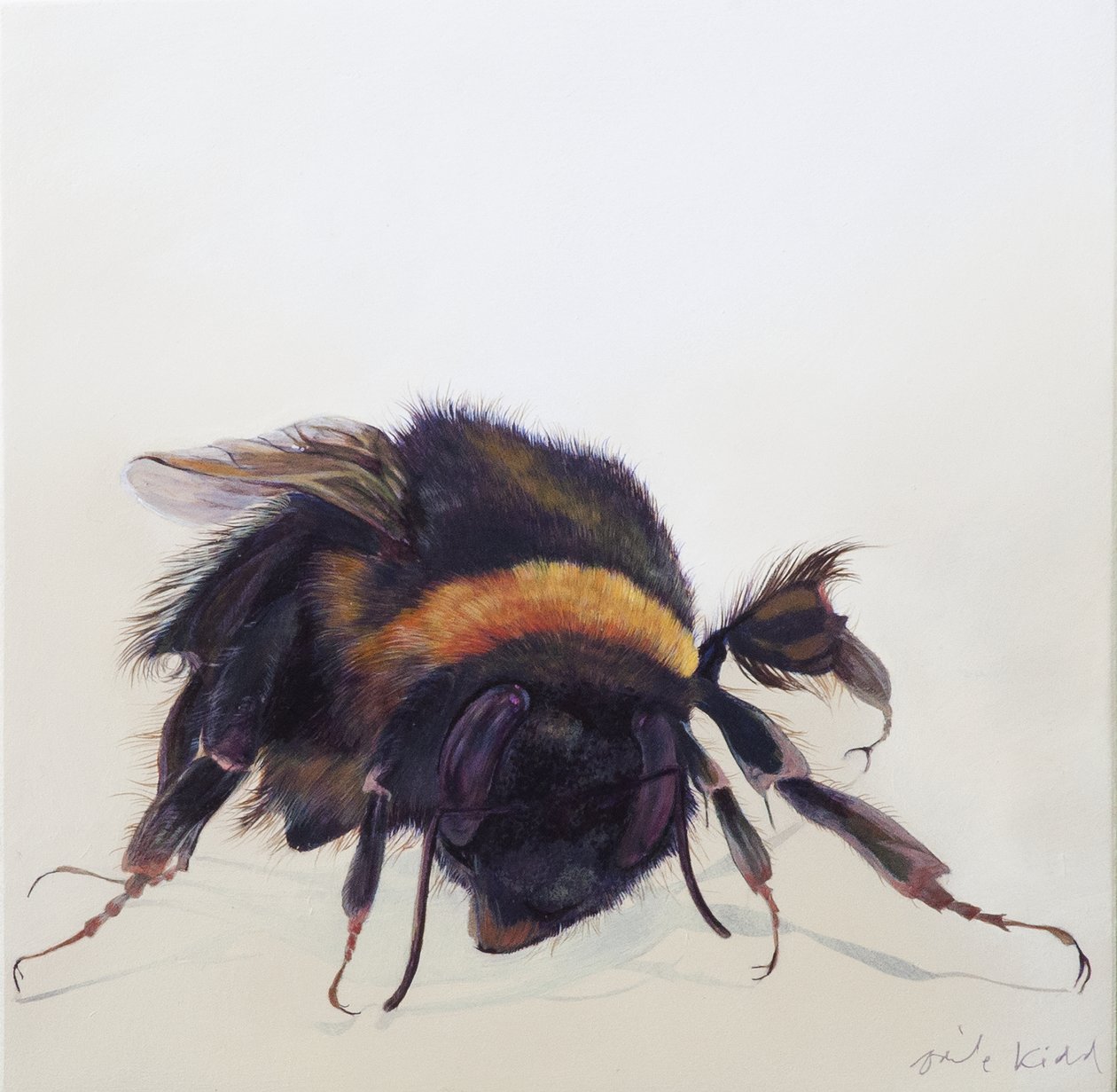 Bombus terrestris 9，2013 年（木板上的丙烯颜料） 作者 奥迪尔·基德