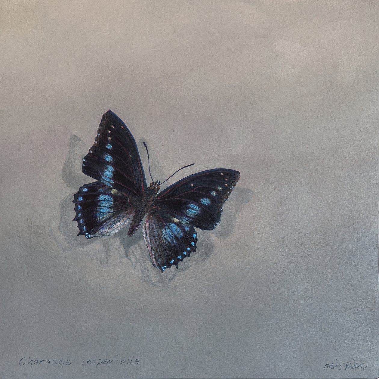 Charaxes imperialis 1 (a)，2014 年（木板上的丙烯颜料） 作者 奥迪尔·基德