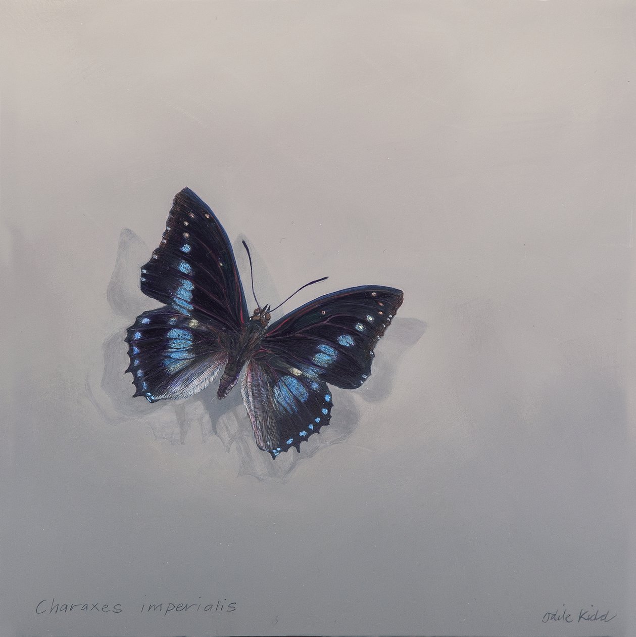 Charaxes imperialis 1 (b)，2014 年（木板上的丙烯颜料） 作者 奥迪尔·基德