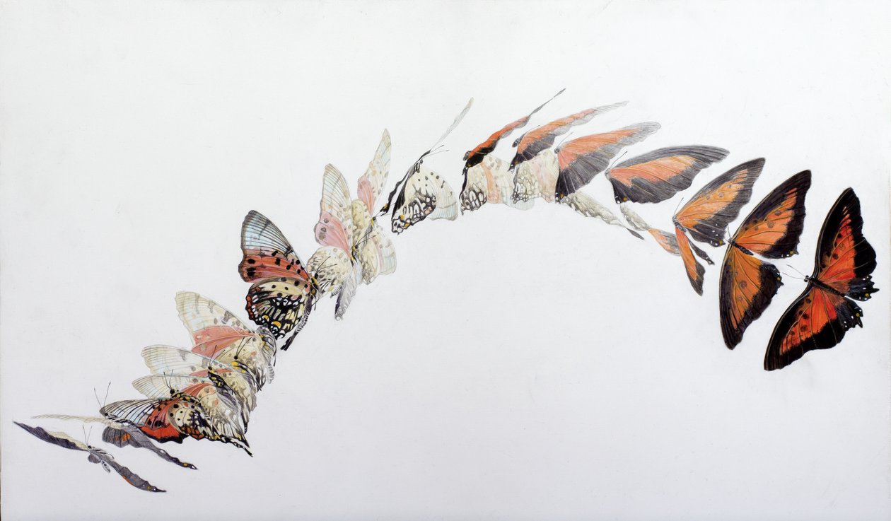 Charaxes zingha 飞行图案，2016 年（石膏木板上的丙烯酸树脂） 作者 奥迪尔·基德