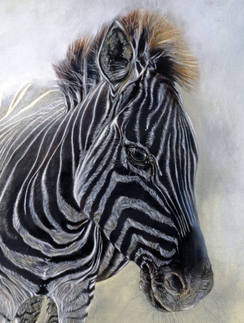 Equus burchelli 1（细节），2009 年（博金福德纸上的炭笔、轮廓线和粉笔画） 作者 奥迪尔·基德
