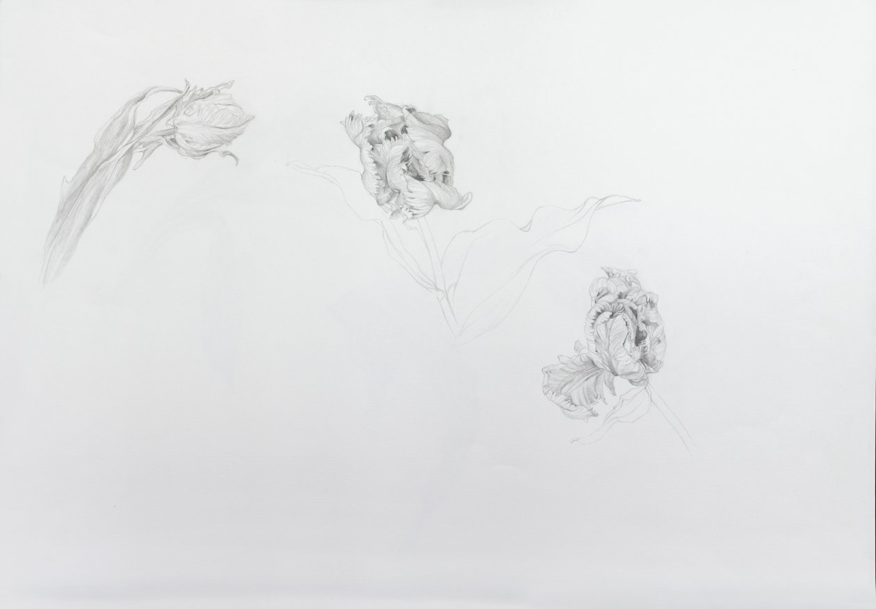 埃斯特拉-里恩维尔德 1，2013 年（铅笔、卡纸） 作者 奥迪尔·基德