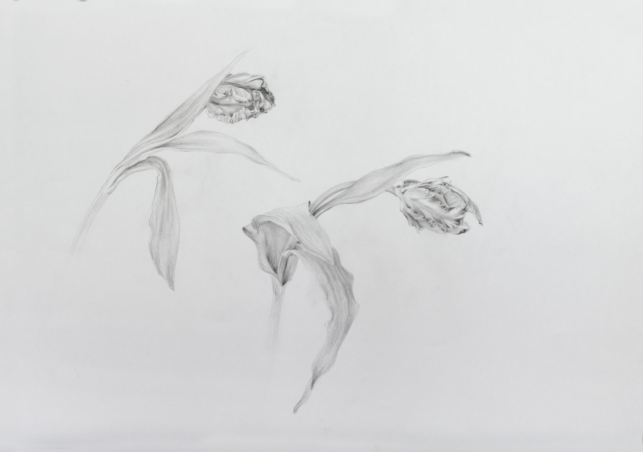 Estella rijnveld 2，2017（铅笔，墨盒纸） 作者 奥迪尔·基德