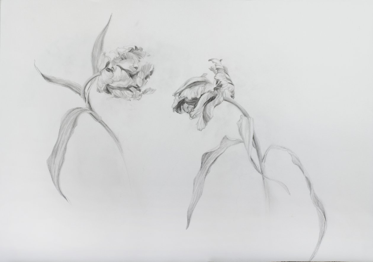 Estella rijnveld 3，2017（铅笔，墨盒纸） 作者 奥迪尔·基德
