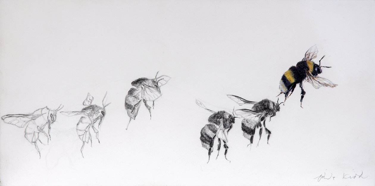飞行图案，2014 年（石膏木板上的铅笔、丙烯酸颜料） 作者 奥迪尔·基德