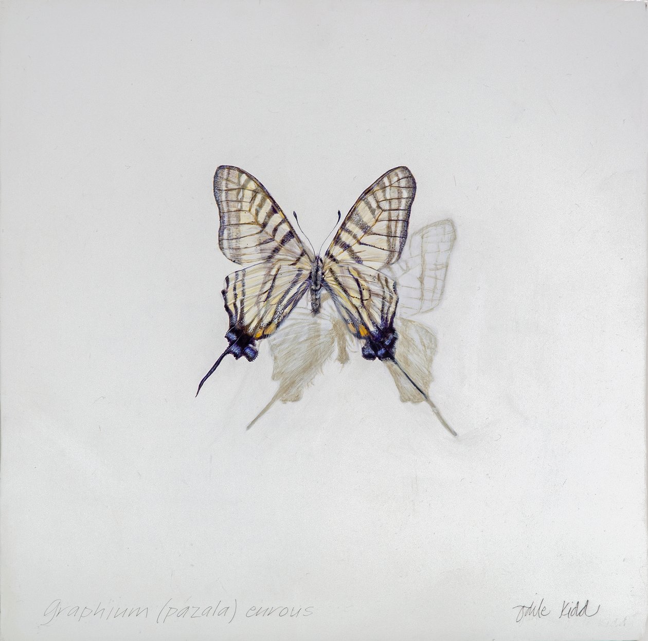 Graphium (Pazala) eurosus，2014 年（石膏粉木板上的丙烯酸树脂） 作者 奥迪尔·基德