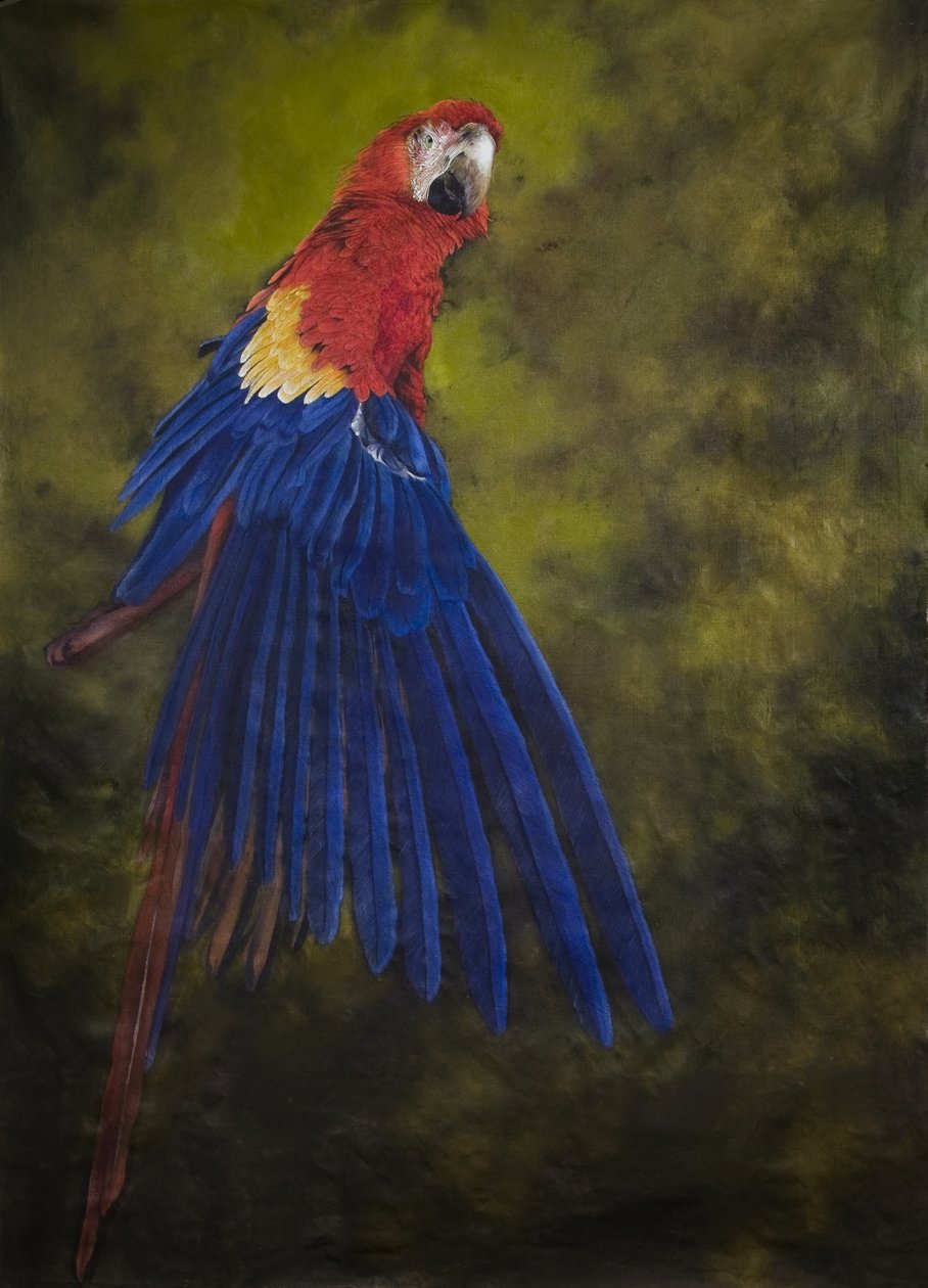 猩红金刚鹦鹉 2，2009 年（亚麻布上的丙烯颜料） 作者 奥迪尔·基德