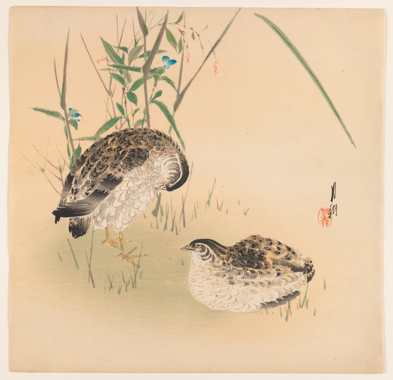 两个鹌鹑，c.1890-1910（木刻彩色印刷品） 作者 绪方壁虎