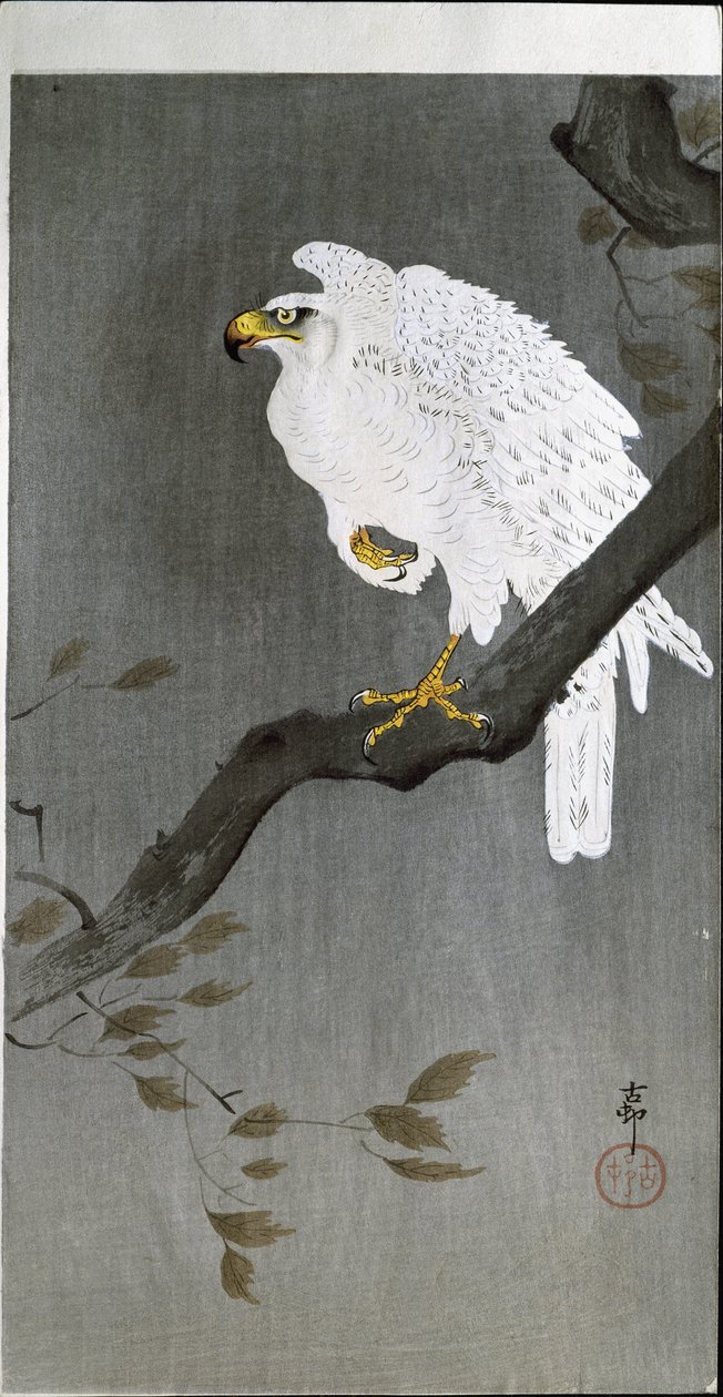 1907年，猎鹰在树枝上 作者 大原功臣
