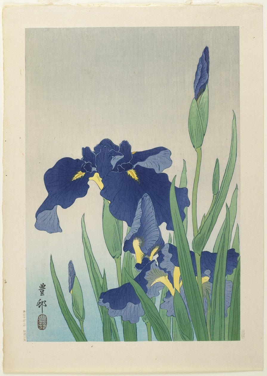 鸢尾花，20世纪中期 作者 大原功臣