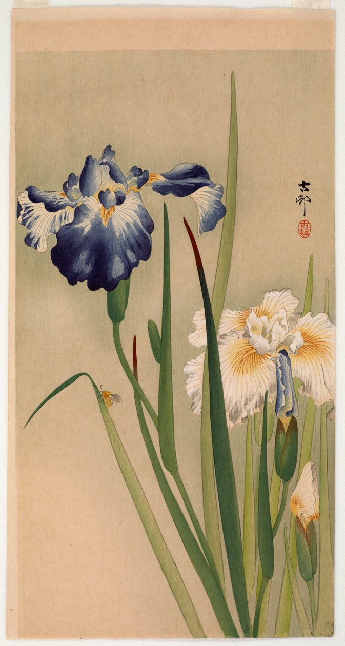 开花虹膜上的小昆虫（彩色木版画） 作者 大原功臣