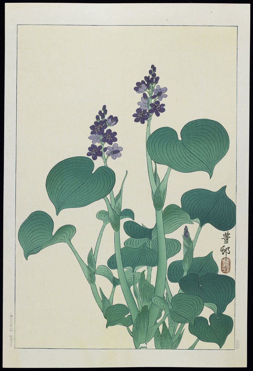 水蜀葵，20世纪30年代 作者 大原功臣