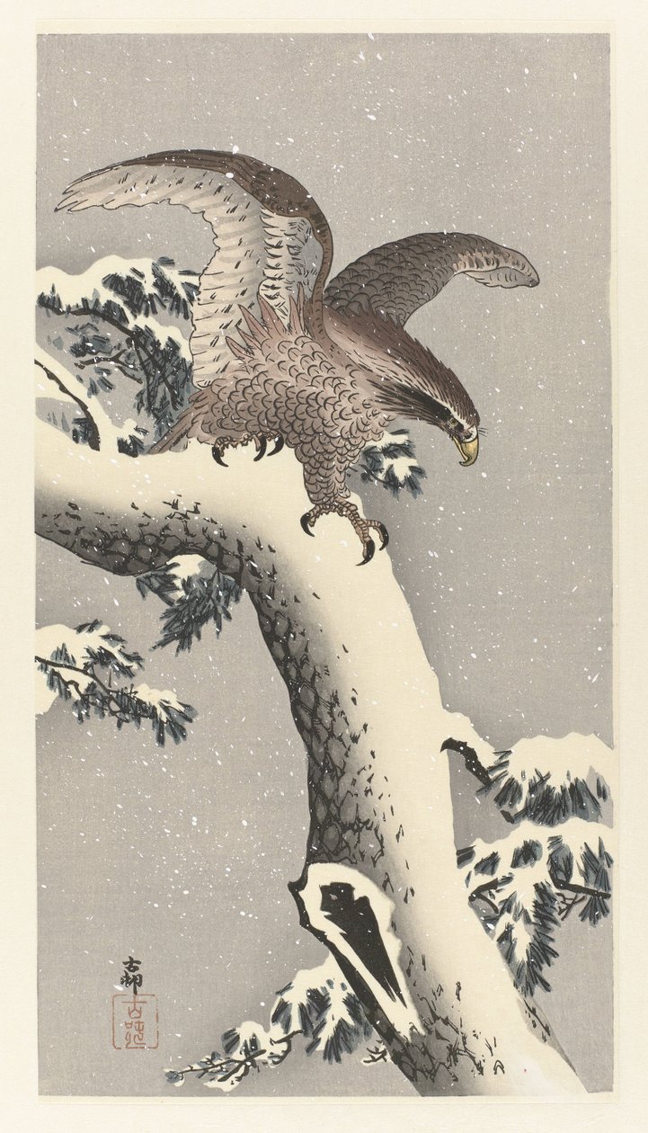 雪松上的鹰 作者 大原功臣