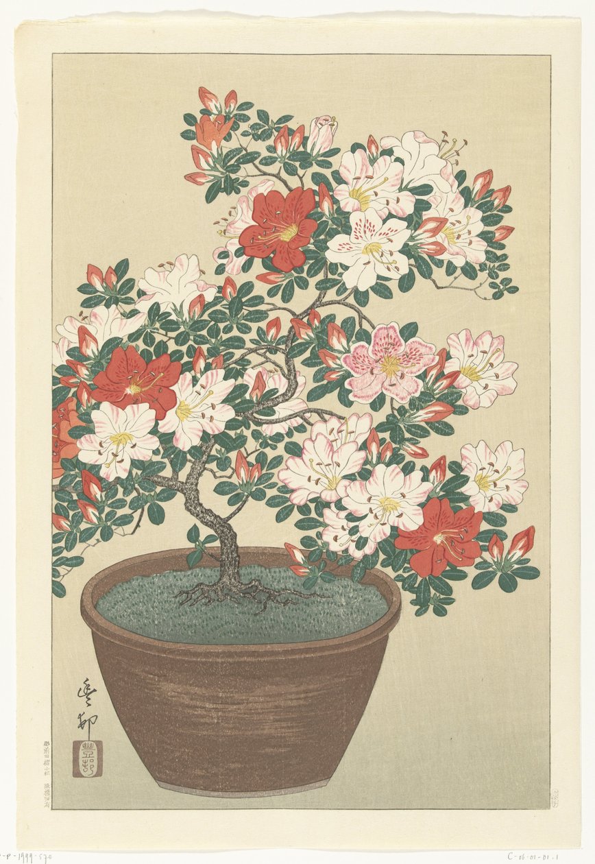 棕色花盆中的开花杜鹃 作者 大原功臣