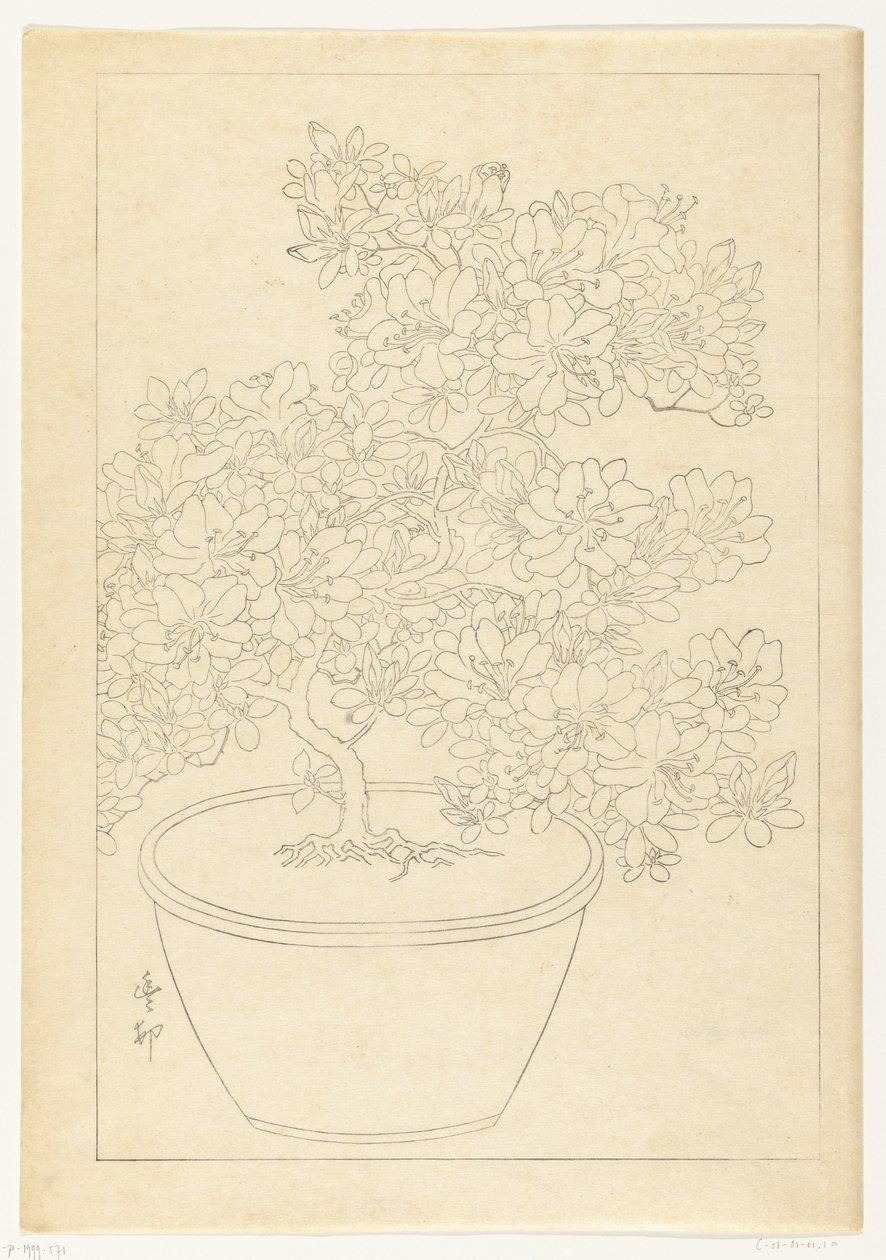 盆栽杜鹃花 作者 大原功臣