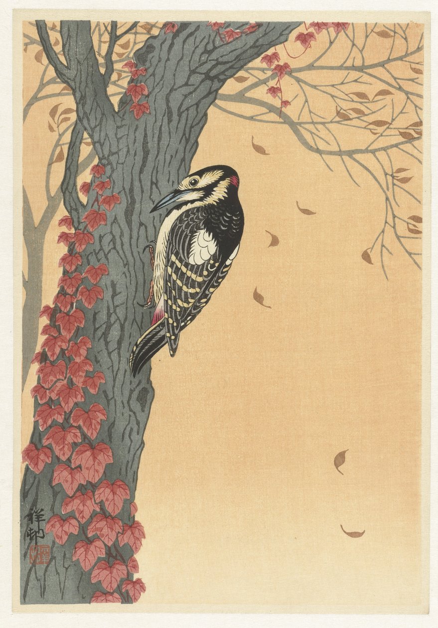 红藤树上的大斑啄木鸟 作者 大原功臣