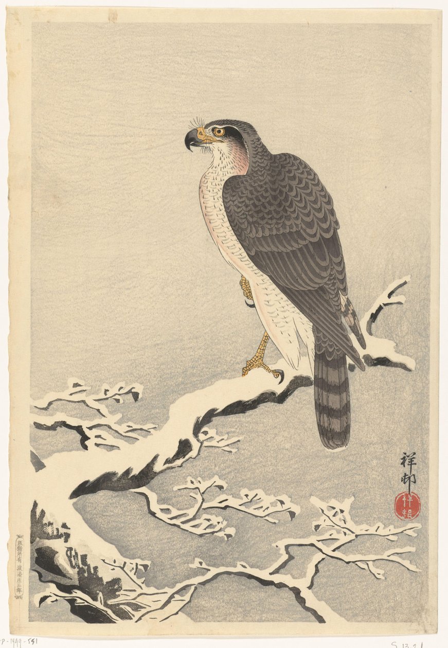 松树雪枝上的苍鹰 作者 大原功臣