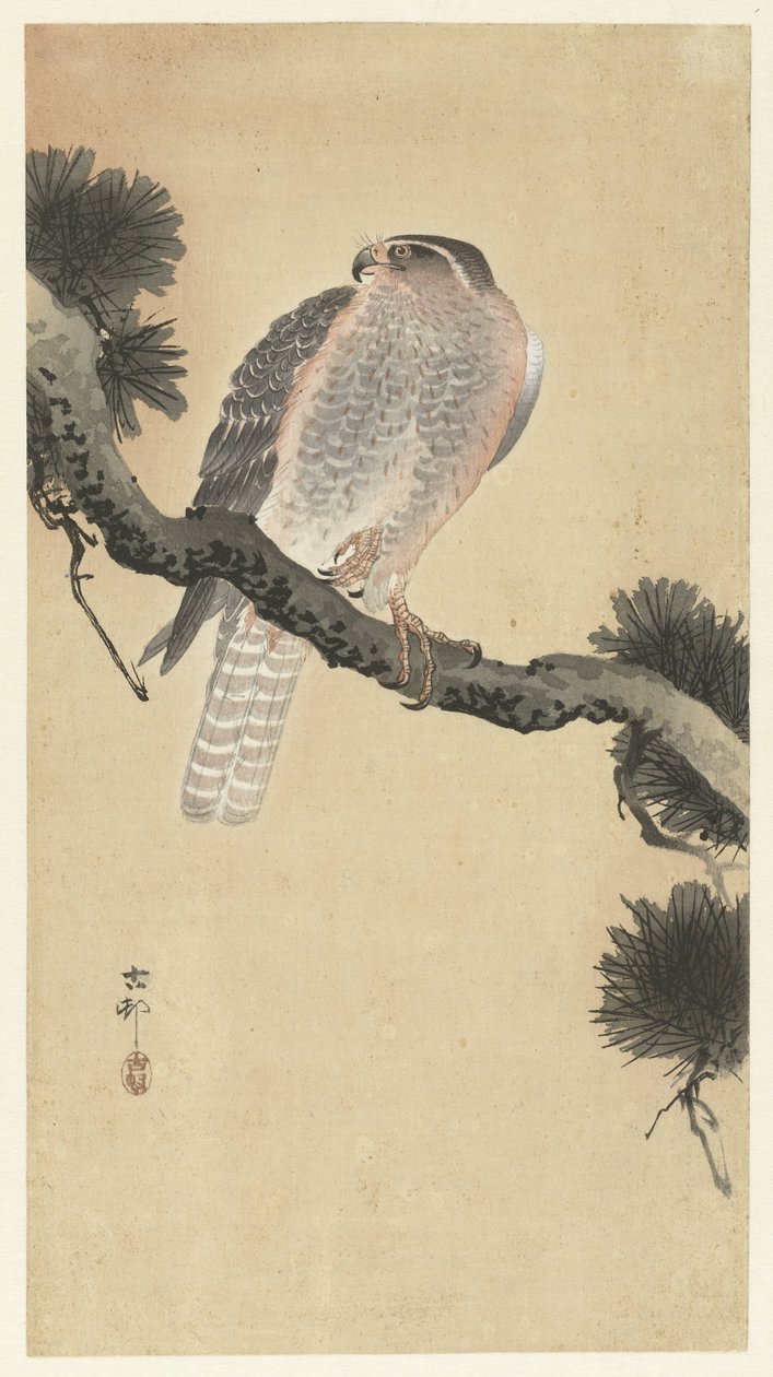 松枝上的苍鹰 作者 大原功臣