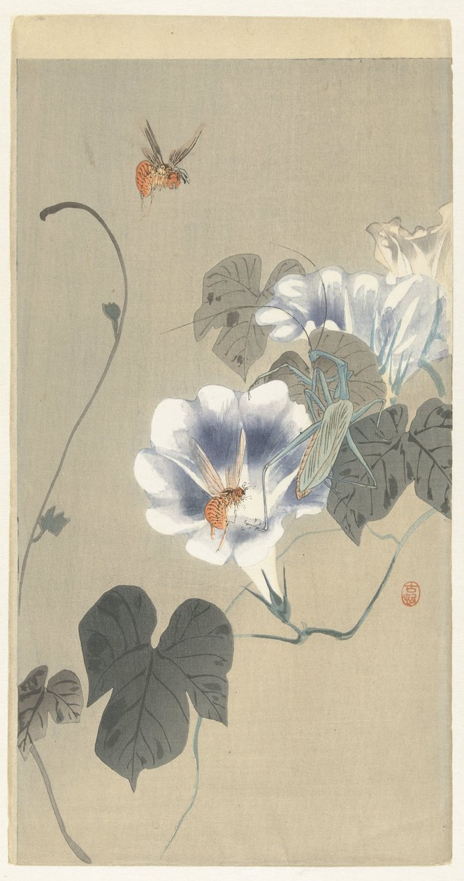 蓼属昆虫 作者 大原功臣