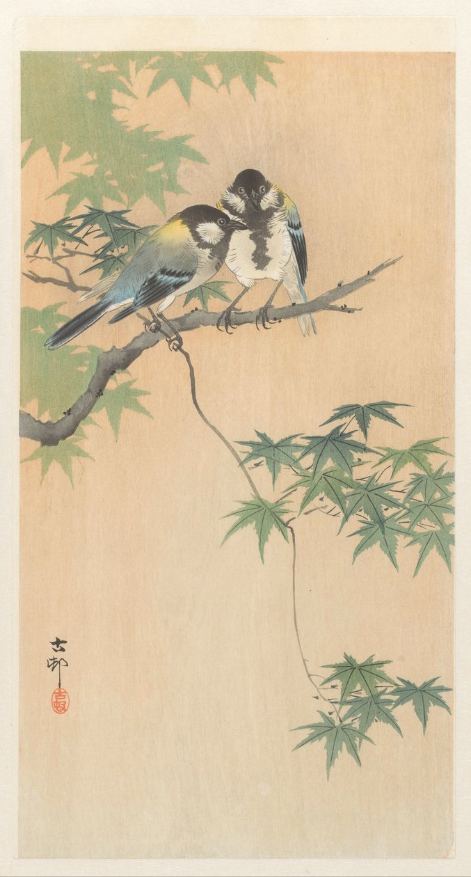枫树枝上的大山雀 作者 大原功臣
