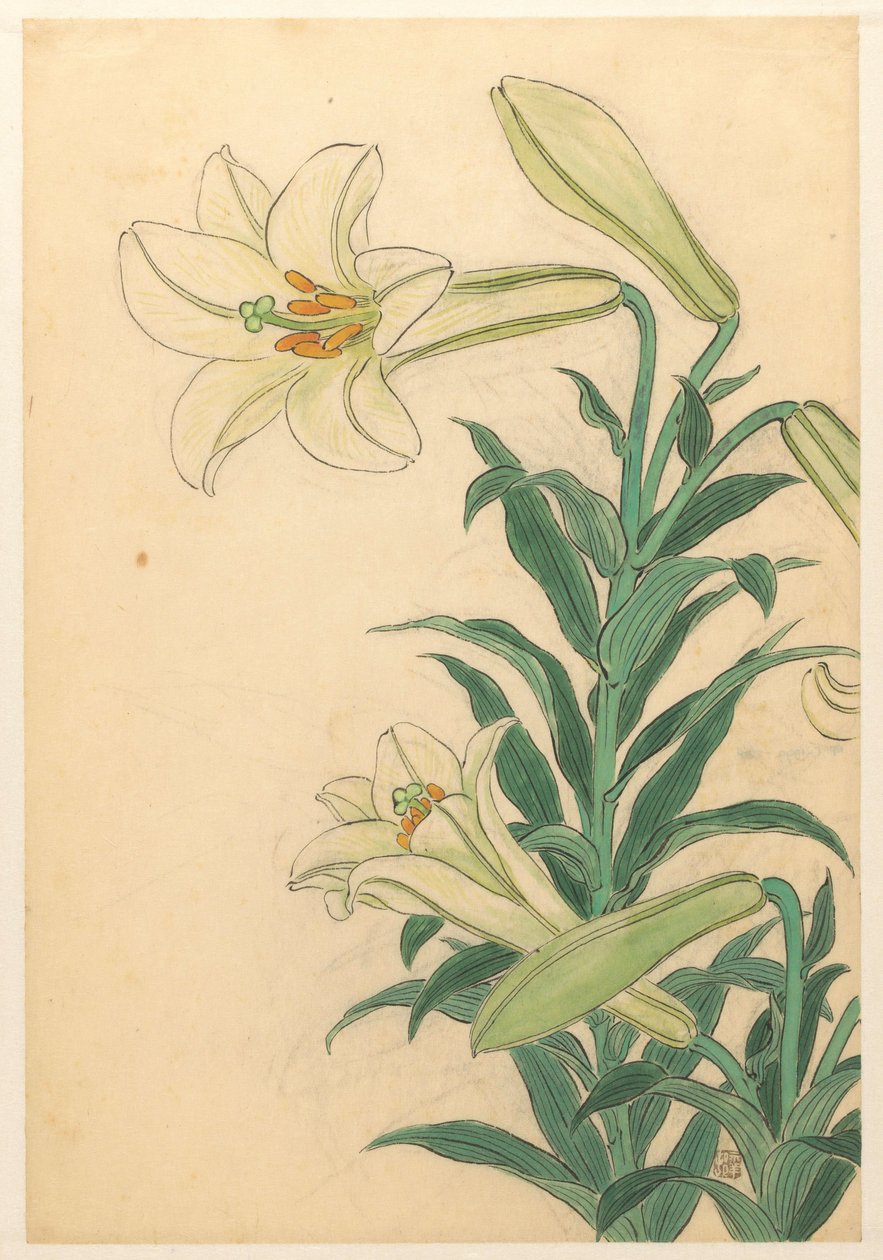 百合花 铁保百合 作者 大原功臣