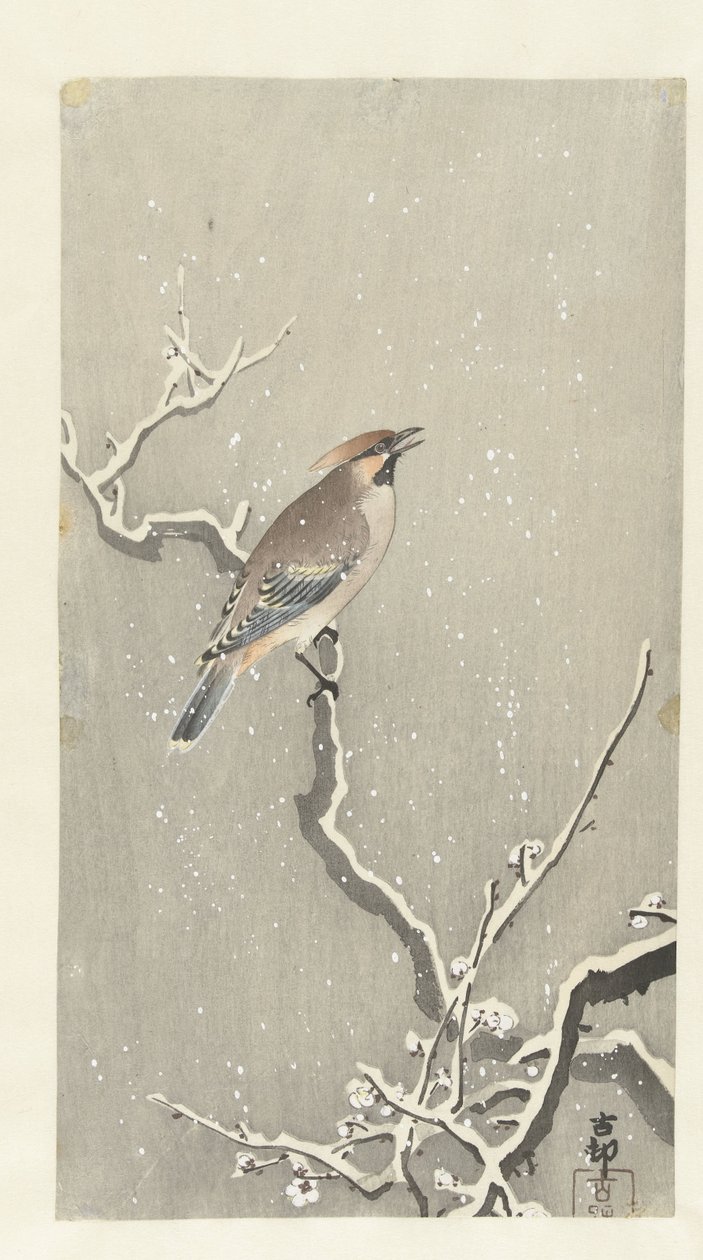 雪枝上的腊翅鸟 作者 大原功臣