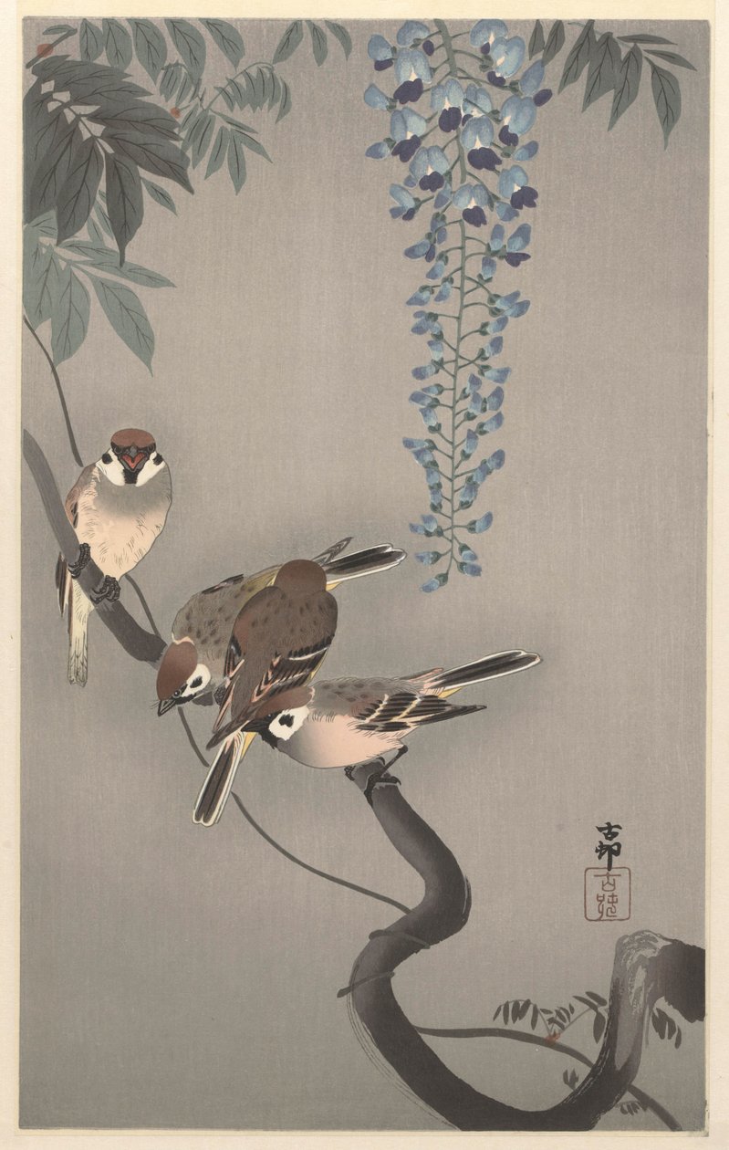 紫藤附近的环斑麻雀 作者 大原功臣