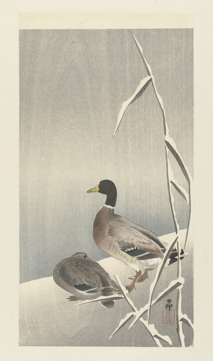 Twee eenden op besneeuwde rietover 作者 大原功臣