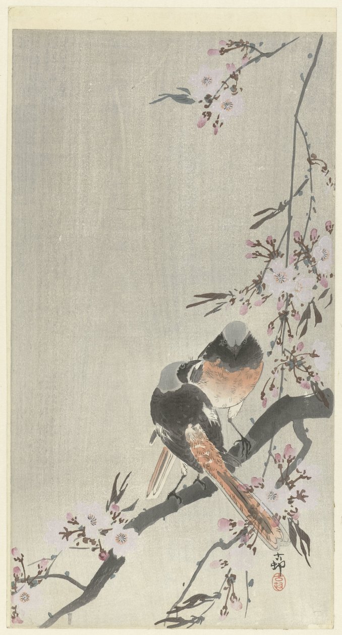 两只镜面红尾樱花 作者 大原功臣