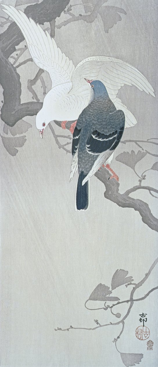 雨中的两只鸽子在银杏树的树枝上 作者 大原功臣