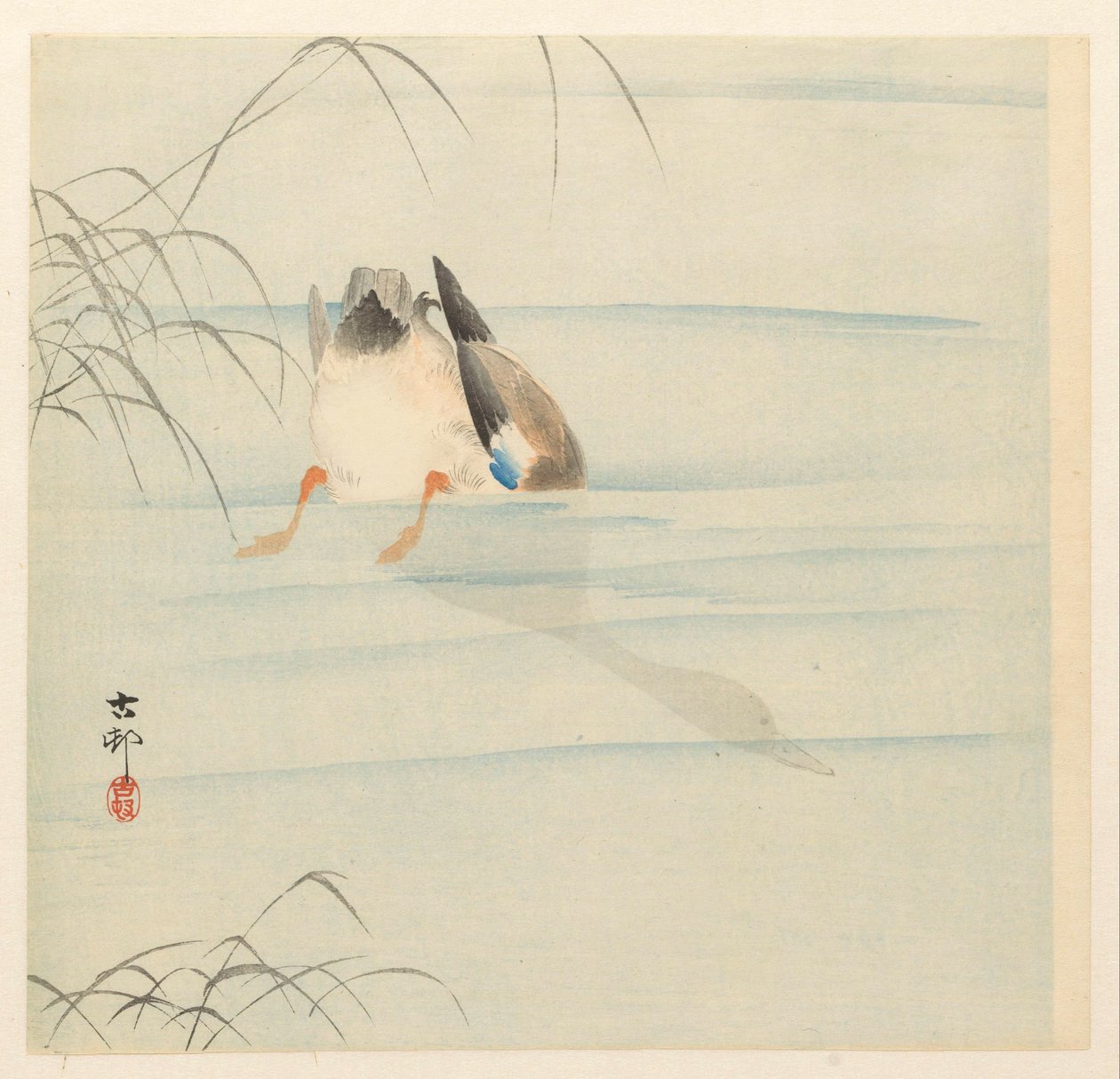 野鸭，头在水下 作者 大原功臣