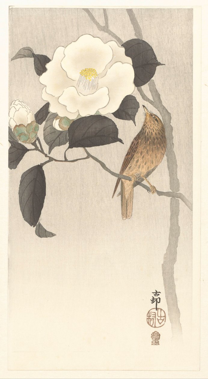 鸣鸟和开花的山茶花 作者 大原功臣
