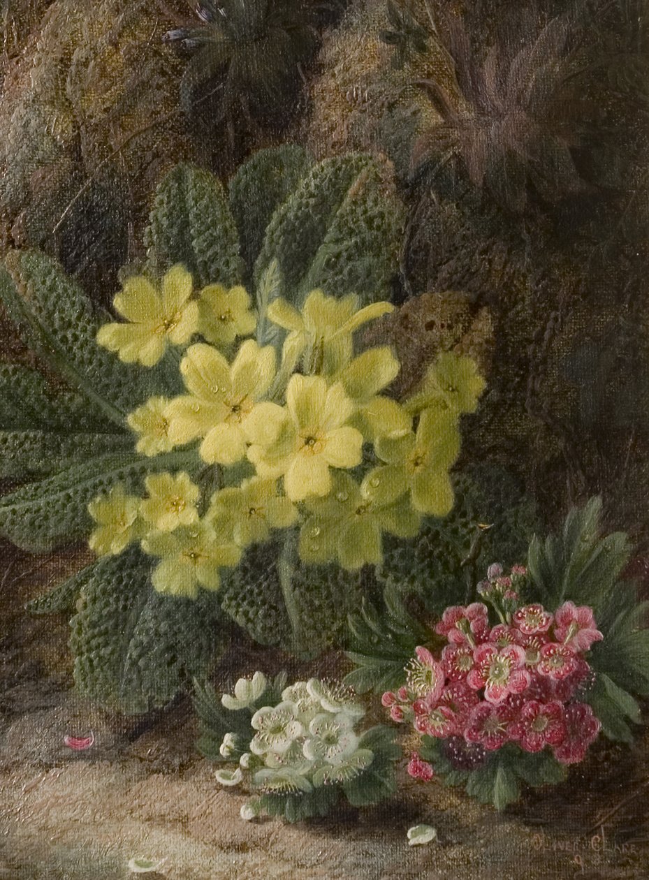 报春花，1893年 作者 奥利弗·克莱尔