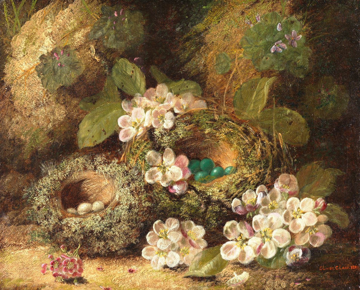 1882年，在莫西银行的报春花和鸟巢 作者 奥利弗·克莱尔