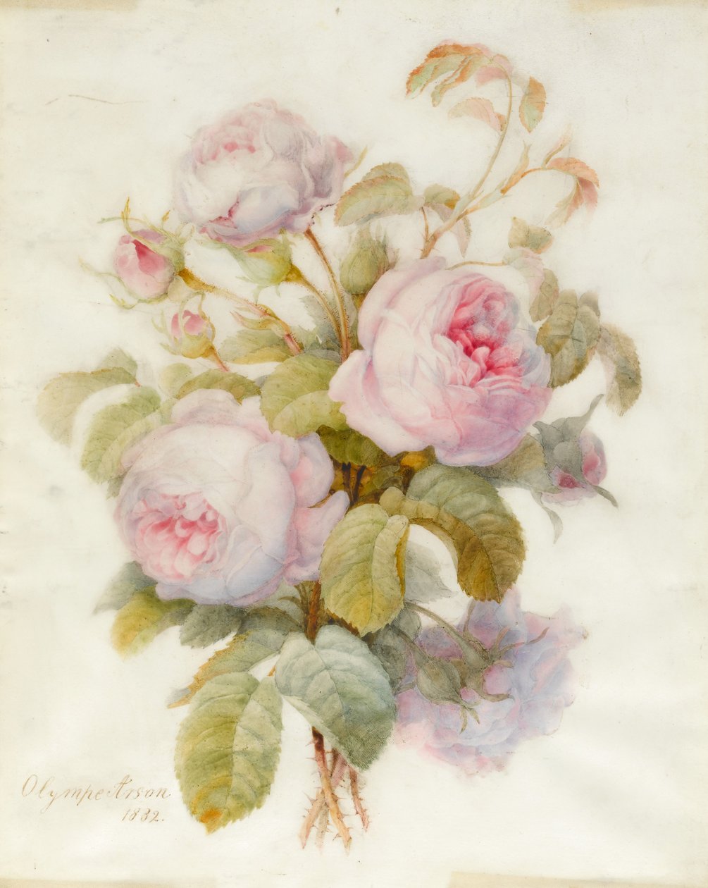 一群Centifolio玫瑰，1832年（在牛皮纸上的石墨轮廓上） 作者 奥林普·阿森（Olympe Arson）