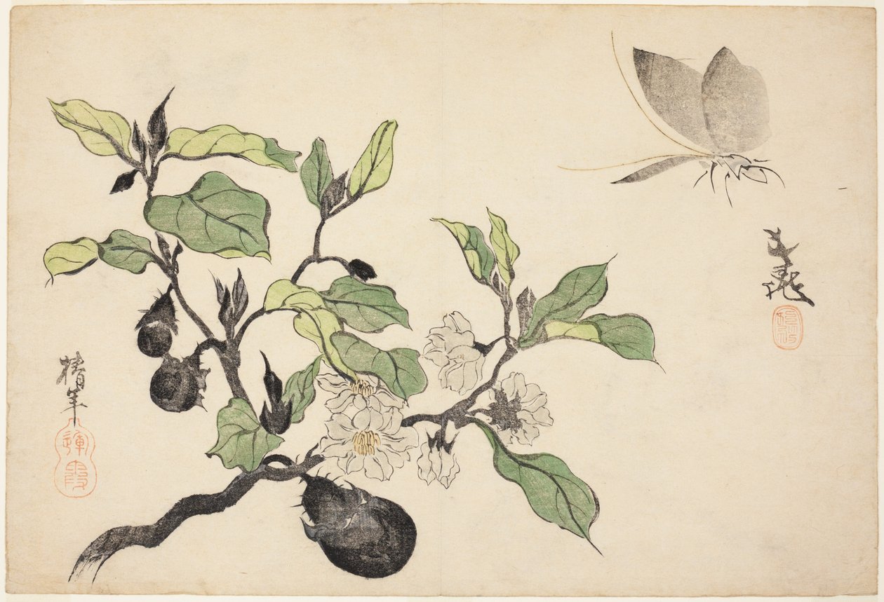 花果茄子 作者 大西知念