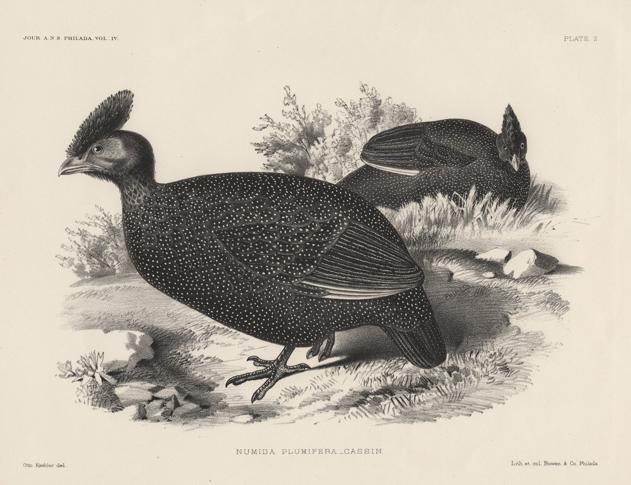 Numida Plumifera，Litho by Bowen und Co.，1850 作者 奥托·科勒