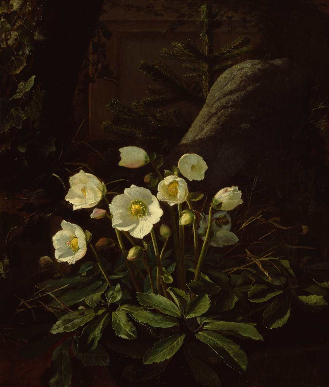 假山上的 Hellebores（布面油画） 作者 奥托·迪德里克·奥特森