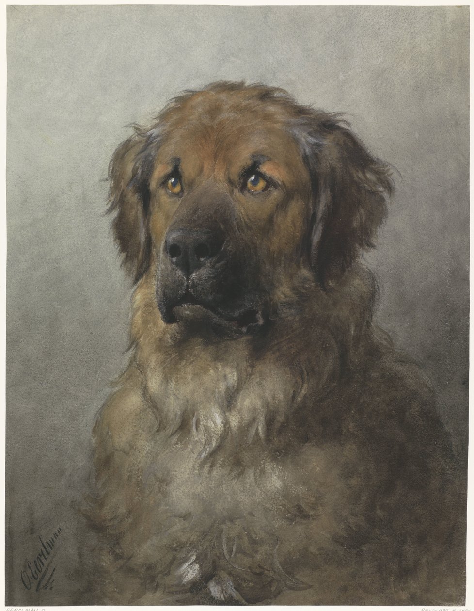 莱昂伯格犬的头部
莱昂伯格犬的头部，从正面看 作者 奥托·埃雷尔曼