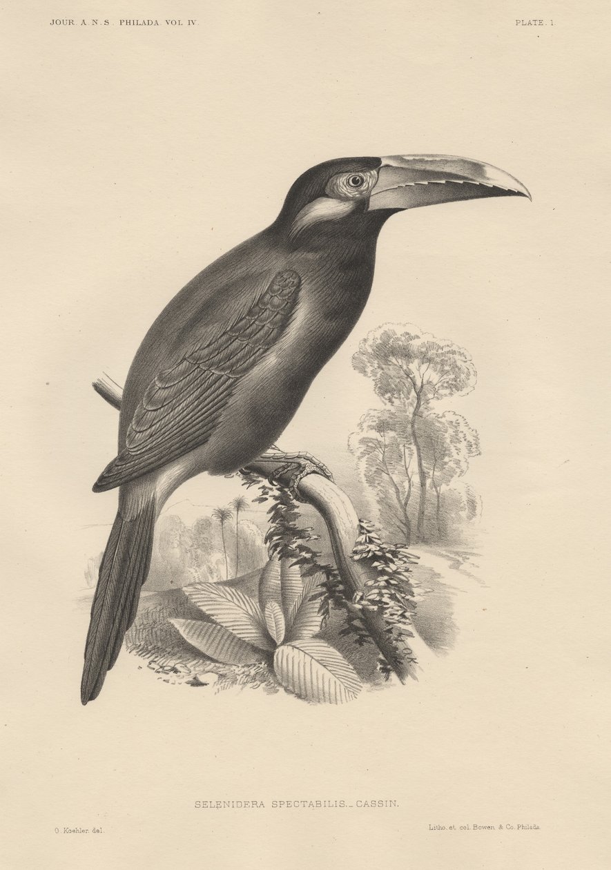 Selenidera Spectabilis，Bowo und Co.的Litho，1850 作者 奥托·科勒