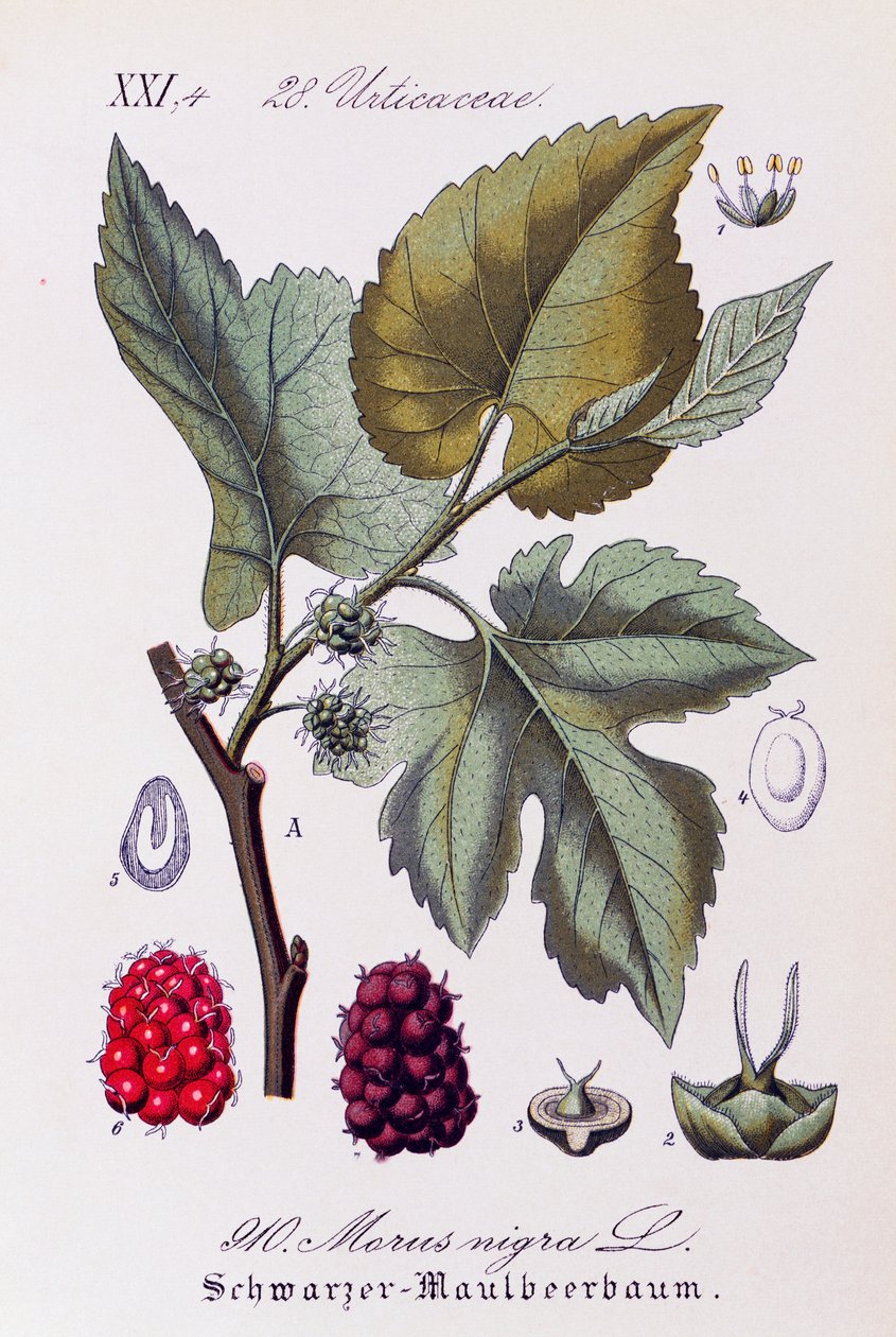 黑桑树（Morus nigra）的叶子和果实，Otto Wilhelm Thome（1840-1925 年）的作品，选自 Flora von Deutschland, Osterreich und der Schweiz（《德国、奥地利和瑞士植物志》）。 作者 奥托·威廉·托马斯