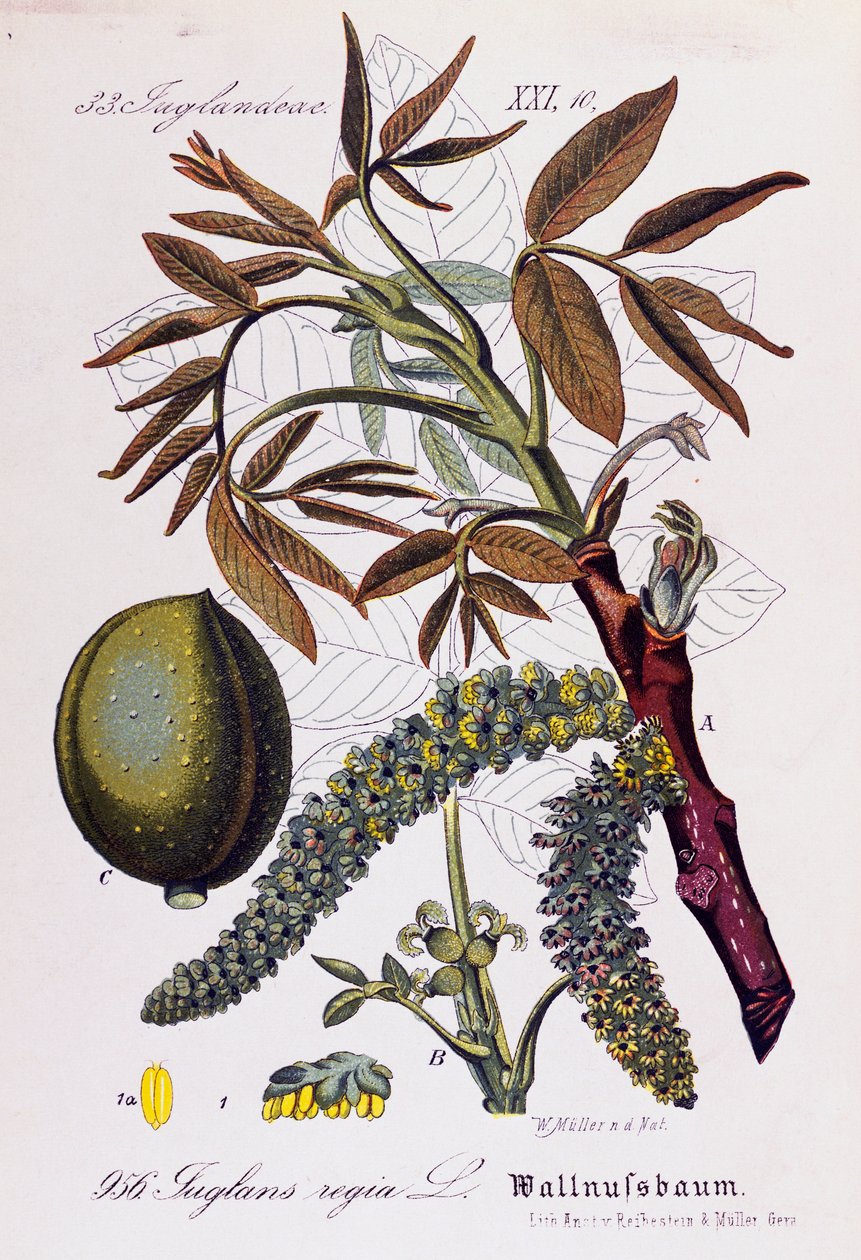 波斯胡桃或英国胡桃（Juglans regia）的叶、果和花，Otto Wilhelm Thome（1840-1925 年）的作品，选自 Flora von Deutschland, Osterreich und der Schweiz（《德国、奥地利和瑞士的植物》）。 作者 奥托·威廉·托马斯