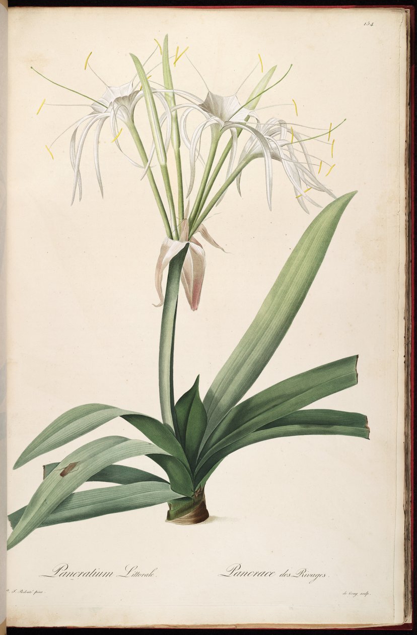 Hymenocallis littoralis 作者 皮埃尔·约瑟夫·雷杜特