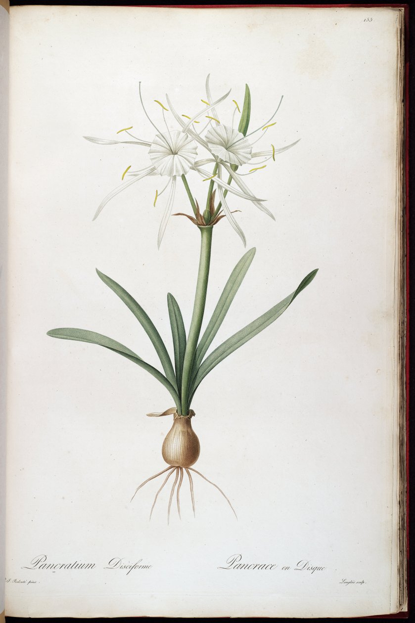 Hymenocallis rotata 作者 皮埃尔·约瑟夫·雷杜特