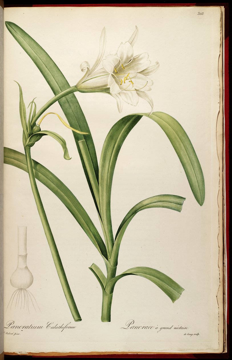 Ismene narcissiflora 作者 皮埃尔·约瑟夫·雷杜特