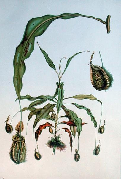 Nepenthes Hookeriana，来自E. Alphano的 "Les Promenades de Paris "的植物图版，由L. Stroobant雕刻，约1867-73年（彩色平印）。 作者 P.（后）兰博特