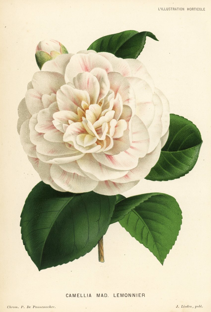 Camellia hybrid, Madame Lemonnier, Camellia japonica. Chromolithograph by P. de Pannemaeker from Jean Linden