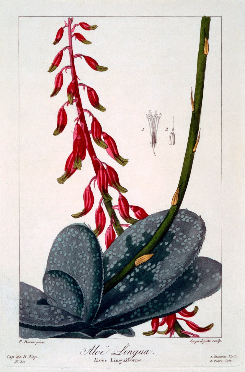 Aloe lingua, pub.1836. 作者 Panacre Bessa