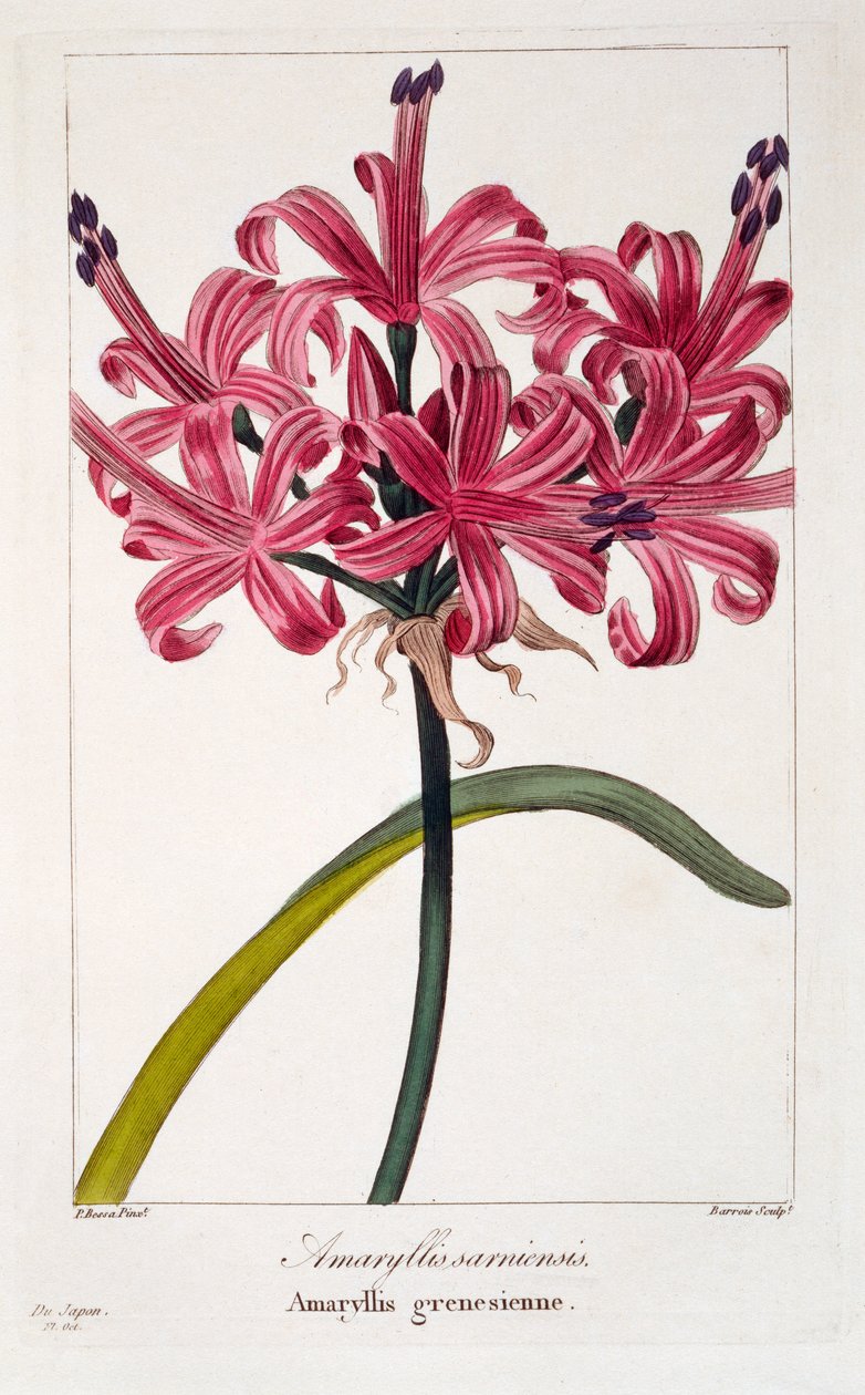Amaryllis A. sarniensis, pub.1836. 作者 Panacre Bessa